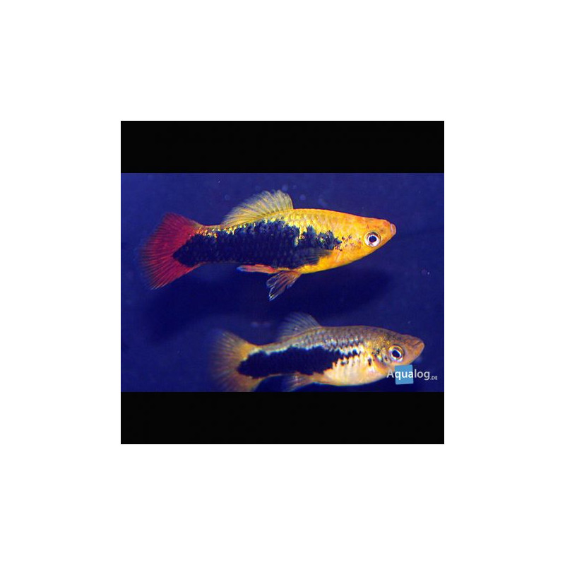 Xiphophorus maculatus Platy Hawaï lot de 3
